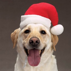 Dog Santa Hats