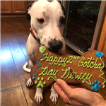 Happy Gotcha Day Dog Birthday Bone