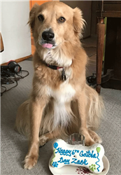 Gotcha Day Dog Cake