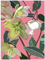 HELLEBORE