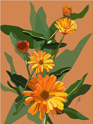 CALENDULA