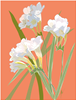 FREESIAS