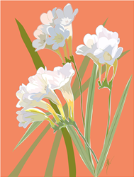 FREESIAS