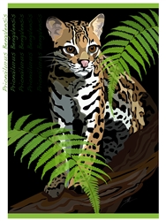 OCELOT