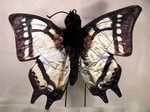 14" Butterfly (Swallowtail)