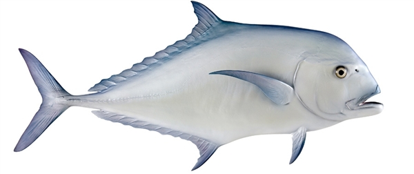 african pompano fishmount