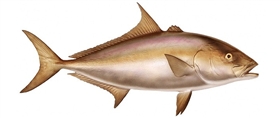 almaco jack fishmount