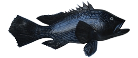 black sea bass fishmount