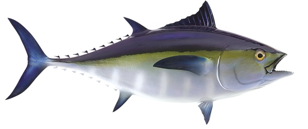 black fin tuna fishmount