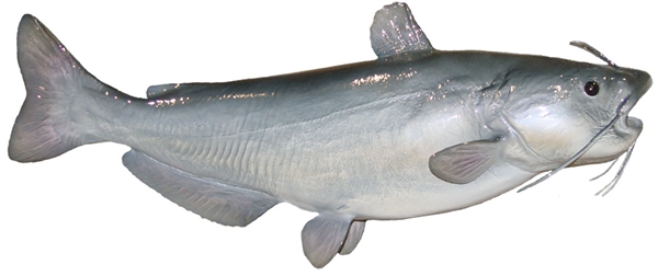 blue catfish fishmount
