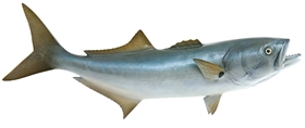 bluefish fishmount