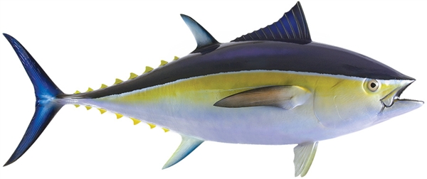 blue fin tuna fishmount