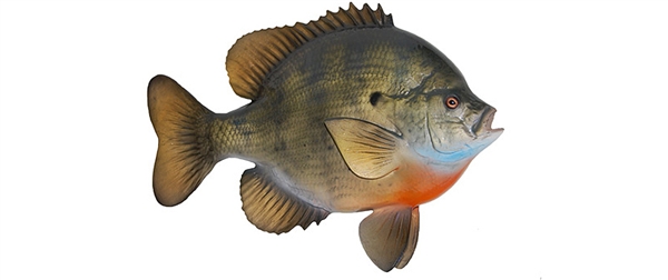 blue gill fishmount