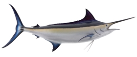 black marlin fishmounts