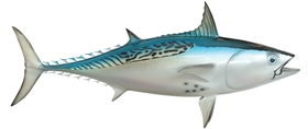 bullet bonito bait fish fishmount