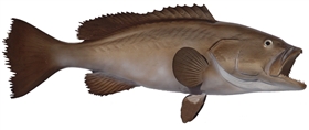 broomtail grouper fishmount