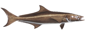 cobia fishmount