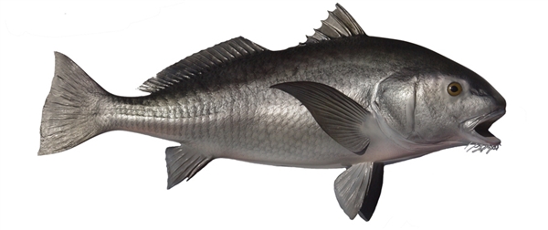 black drum fishmount