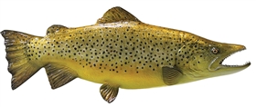 brown trout fishmount
