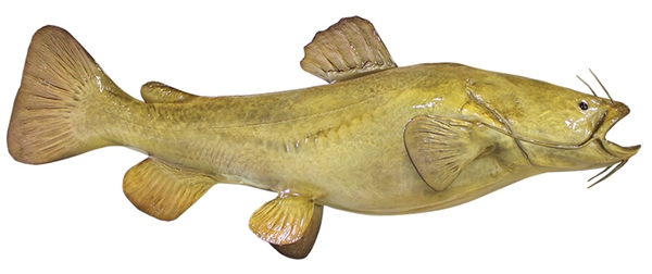 flathead catfish fishmount