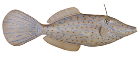 filefish fishmount