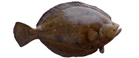 flounder fishmount
