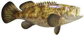 goliath grouper fishmount