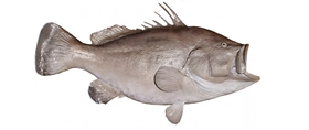 warsaw grouper fishmount
