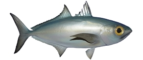 goggle eye baitfish fishmount