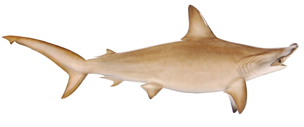 hammerhead shark fishmount