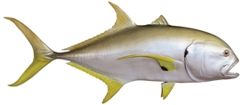 jack crevalle fishmount