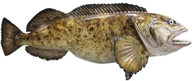 ling cod fishmount