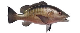 mangrove snapper fishmount