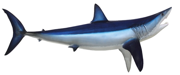 mako shark fishmount