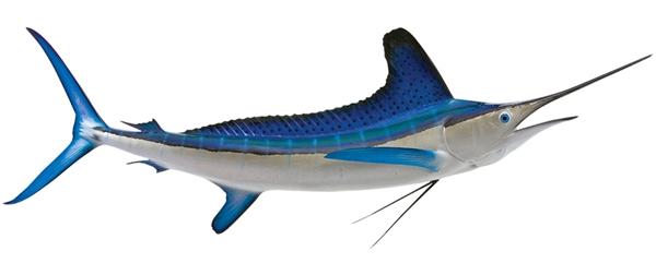 white marlin fishmount