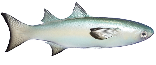 mullet baitfish fishmount
