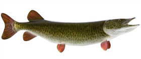 muskie fishmount