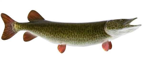 muskie fishmount