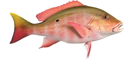 mutton snapper fishmount