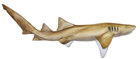 nurse shark fishmount