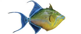 queen trigger fish fishmount