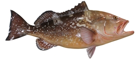 red grouper fishmount