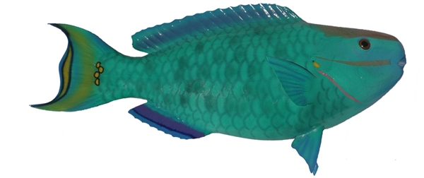 rainbow parrot fish fishmount