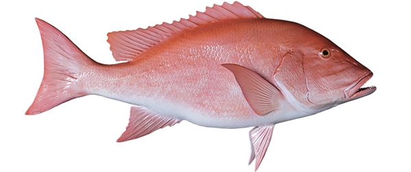 red snapper fishmount