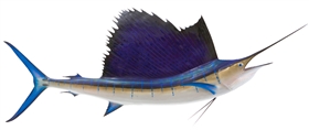 pacific sailfish fishmount