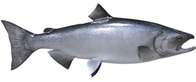 king / chinook salmon fishmount