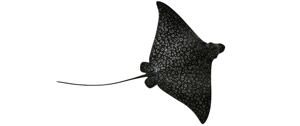 spotted eagle ray fishmount