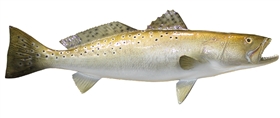 sea trout fishmount