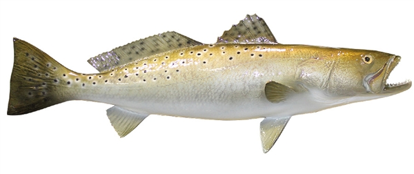 sea trout fishmount