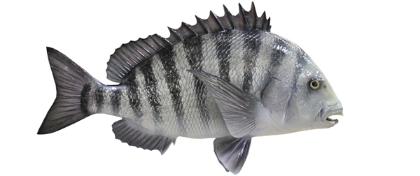 sheephead fishmount